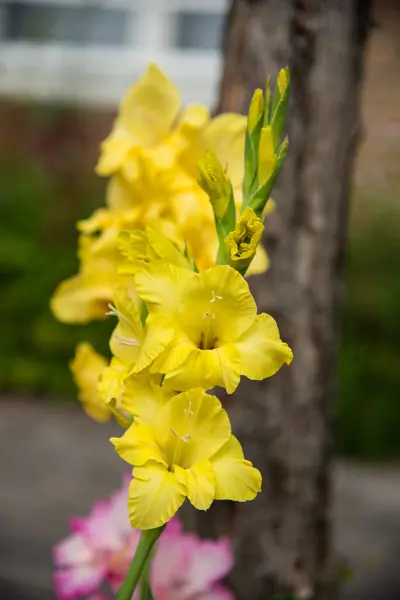 Bahçedeki sarı gladiolus çiçekleri
