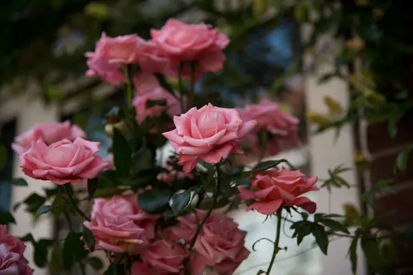 Bir bahçede romantik pembe güller