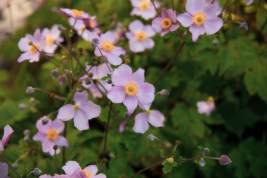 Bahçedeki Anemone pembe çiçekleri