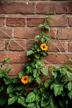 Tuğla duvarda turuncu çiçeklerle sarmaşıklara tırmanıyor.
