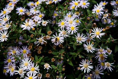 bee sitting on the daisy flower  clipart