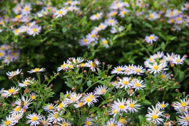 Arı papatya çiçeğinin üzerinde oturuyor. 