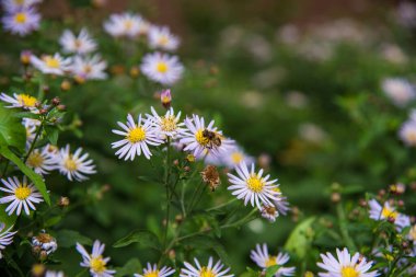 Arı papatya çiçeğinin üzerinde oturuyor. 