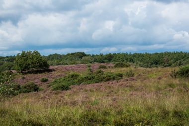 fundalık tarlaları ve ağaçları olan manzara
