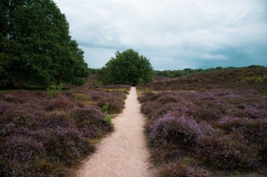 fundalık tarlaları ve ağaçları olan manzara
