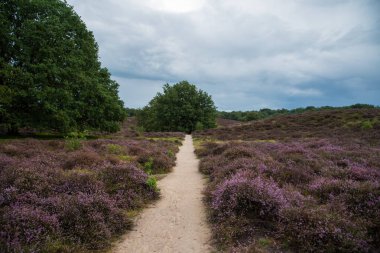 fundalık tarlaları ve ağaçları olan manzara