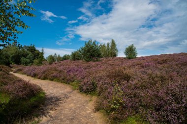 fundalık tarlaları ve ağaçları olan manzara