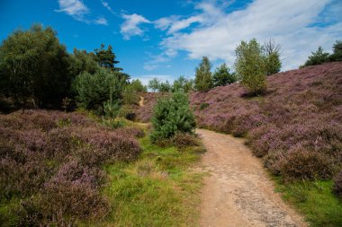 fundalık tarlaları ve ağaçları olan manzara