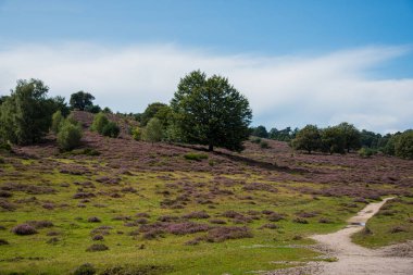 fundalık tarlaları ve ağaçları olan manzara