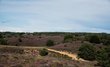 fundalık tarlaları ve ağaçları olan manzara