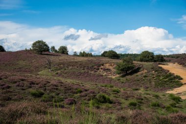 fundalık tarlaları ve ağaçları olan manzara