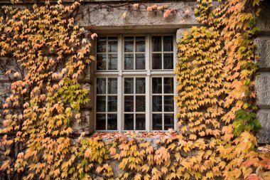 Sarmaşık sonbahar yapraklarıyla çevrili eski pencere