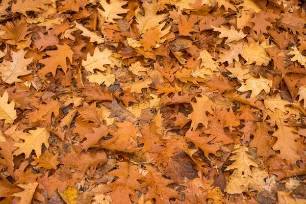 Sonbahar ışığında yerde altın meşe yaprakları