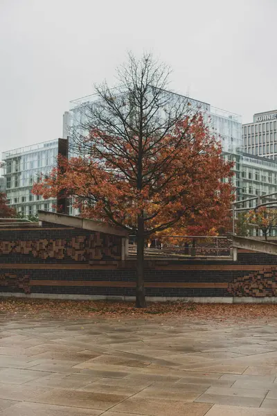 Hamburg 'da modern cam mimarisi ve sarı sonbahar ağacı
