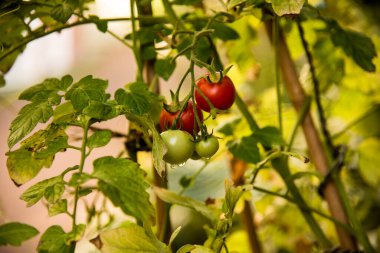 Olgunlaşmış kırmızı ve yeşil meyveli domates bitkisi
