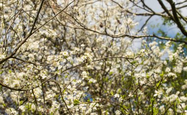 Mavi gökyüzüne karşı bir elma ağacının beyaz çiçekleri