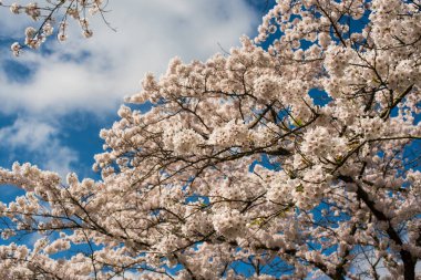 Mavi gökyüzünün altında çiçek açmış kiraz ağacı