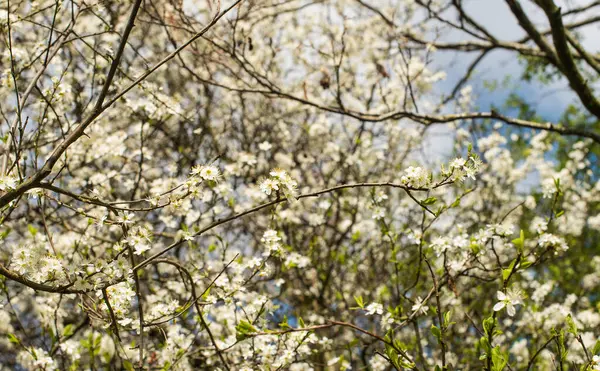 Mavi gökyüzüne karşı bir elma ağacının beyaz çiçekleri