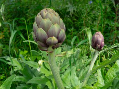 Enginar bitkisi bahçede yetişiyor..