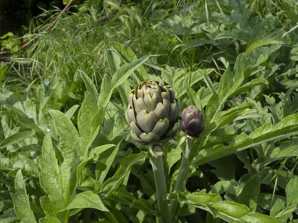 Enginar bitkisi bahçede yetişiyor..