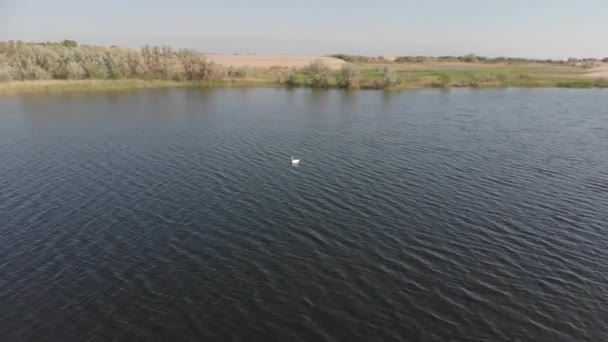 Kamera Krąży Wokół Pięknego Białego Łabędzia Który Pływa Samotnie Bardzo — Wideo stockowe