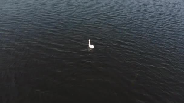 Κομψό Όμορφο Λευκό Κύκνο Κολυμπά Μια Ήρεμη Καθαρή Λίμνη Πάνω — Αρχείο Βίντεο