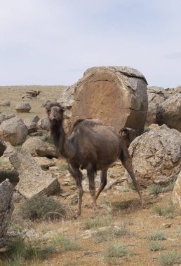Camel in the valley of Torysh balls in Aktau, western Kazakhstan. Concretions on the Ustyurt plateau in Aktau region. clipart