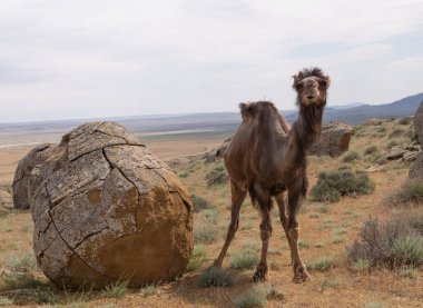 Aktau, Kazakistan 'ın batısındaki Torysh vadisinde bir deve. Aktau bölgesindeki Ustyurt Platosu 'nun betonu.