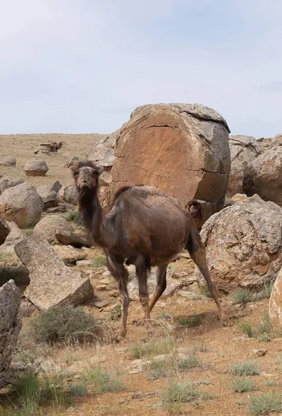stock image Camel in the valley of Torysh balls in Aktau, western Kazakhstan. Concretions on the Ustyurt plateau in Aktau region.