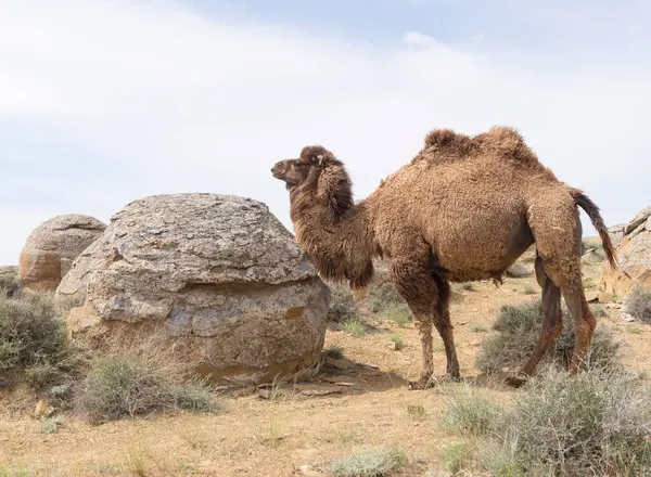 Stock image Camel in the valley of Torysh balls in Aktau, western Kazakhstan. Concretions on the Ustyurt plateau in Aktau region.