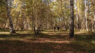 İki genç kız güzel bir huş ağacında mantar topluyor. Sonbahar doğası, altın yapraklar ve temiz hava rahat ve huzurlu bir atmosfer yaratır..