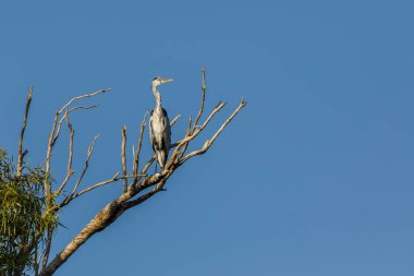 Kurumuş bir ağacın dallarında oturan gri balıkçıl.