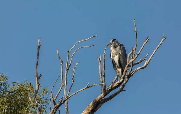 Héron Gris Assis Sur Les Branches Arbre Séché — Photo