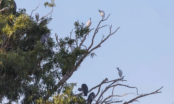 Kurumuş Bir Ağacın Dallarında Oturan Beyaz Gri Balıkçıllar — Stok fotoğraf