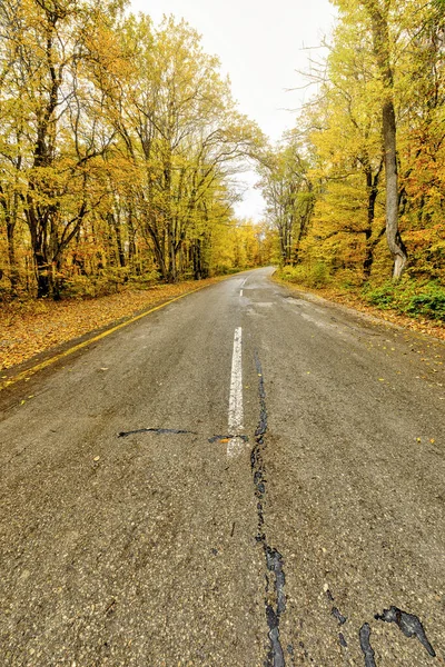 Asphalt Road Autumn Forest — Stock Photo, Image