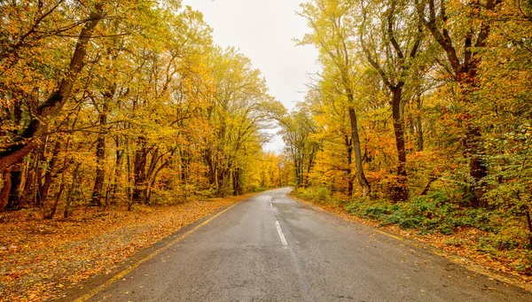 Асфальтовая Дорога Через Осенний Лес — стоковое фото