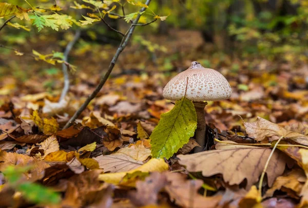 Mushrooms Appeared Rain Forest — Stock Photo, Image