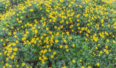 Çiçek açan sarı papatya çiçekleri