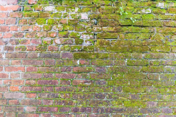 Текстура Стіни Старої Цегли — стокове фото