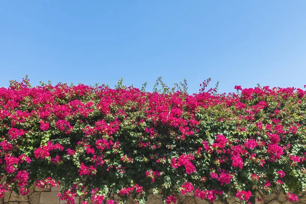 Sträucher Mit Roten Blumen Der Wand — Stockfoto