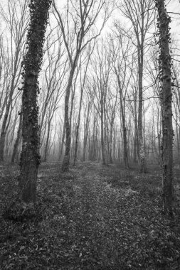 Hafif bir siste sonbahar ormanı