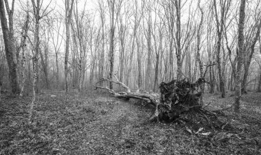 Hafif bir siste sonbahar ormanı