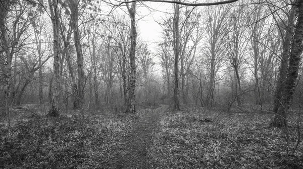 Φθινοπωρινό Δάσος Μια Ελαφριά Ομίχλη — Φωτογραφία Αρχείου