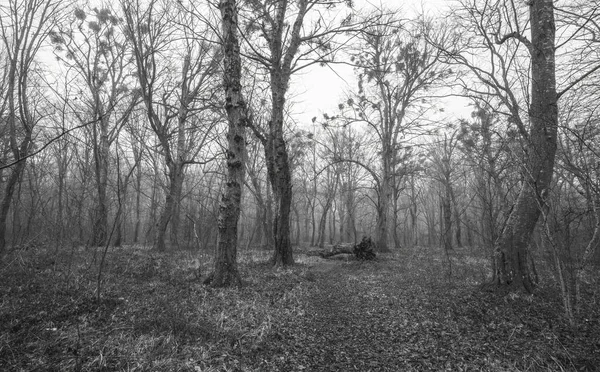 在薄雾中的秋天森林 — 图库照片