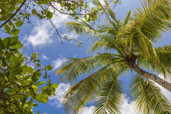 Mavi Gökyüzüne Karşı Palmiye Ağacı — Stok fotoğraf