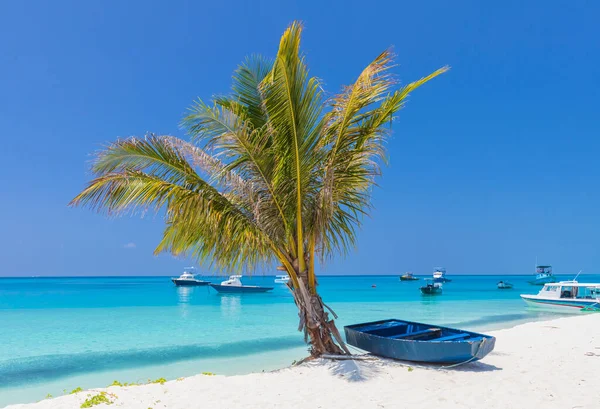 Palmeira Barco Madeira Margem Oceano Índico — Fotografia de Stock