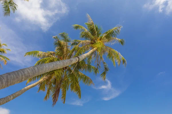 Palmeira Contra Céu Azul — Fotografia de Stock