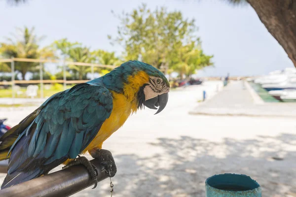 Macaw Papoušek Sedí Práci — Stock fotografie
