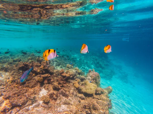 Det Indiske Havs Undervannsverden – stockfoto