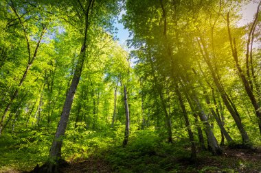 Dağlardaki bahar ormanı